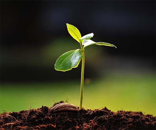 The best time to plant a tree was 20 years ago, the next best time is now